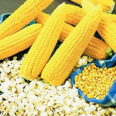 Кукурудза поп-корн Вулкан 20 г насіння пакетоване