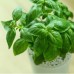 Базилік зелений Рутан 0,5 г насіння пакетоване