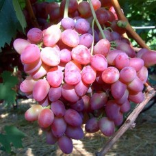 Фламінго виноград в контейнері