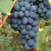 Кодрянка виноград