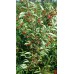 Гумі Сахалінський (лох багатоквітковий) - 3-річний - 90 - 100  см