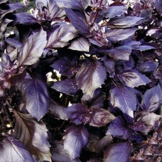 Базилік фіолетовий Карамельний К'янті 0,5 г насіння пакетоване