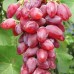 Дубовський рожевий виноград в контейнері