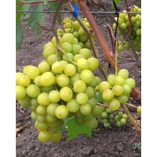Прима України виноград в контейнері