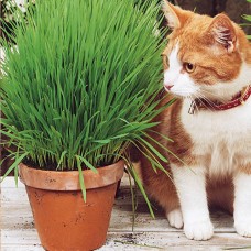 Трава для котів 20 г