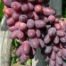 КарМаКод виноград в контейнері