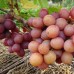 Лівія виноград в контейнері
